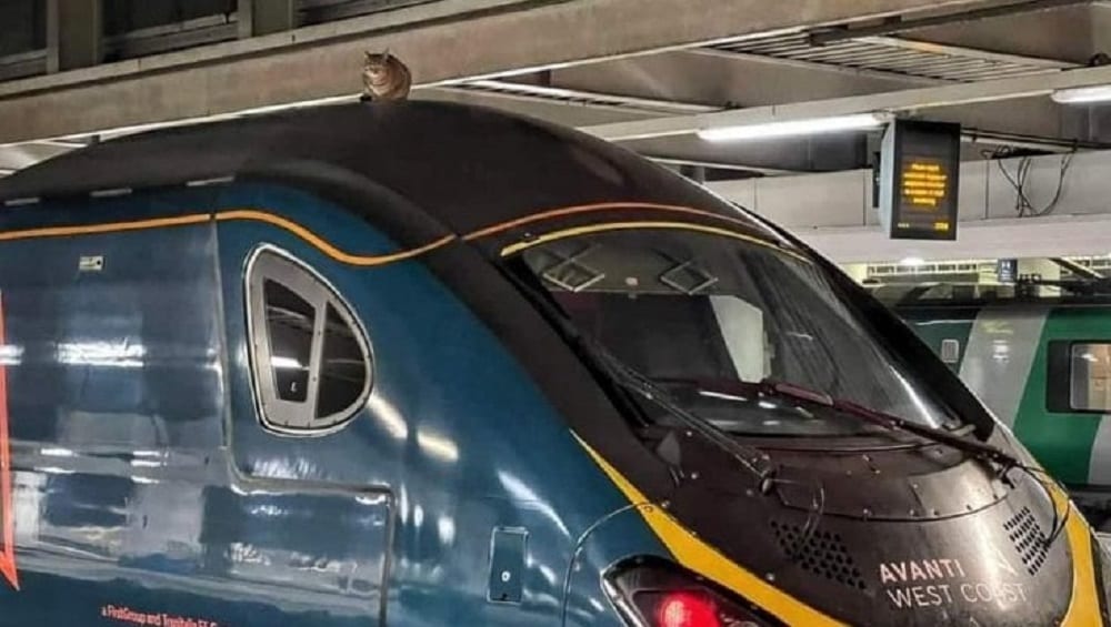 gatto treno Londra