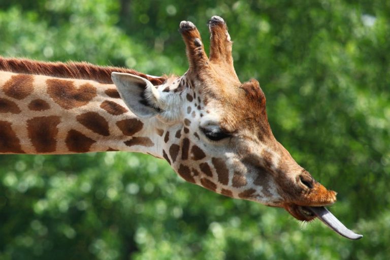 La lingua blu delle giraffe: caratteristica unica dei “giganti” del regno animali