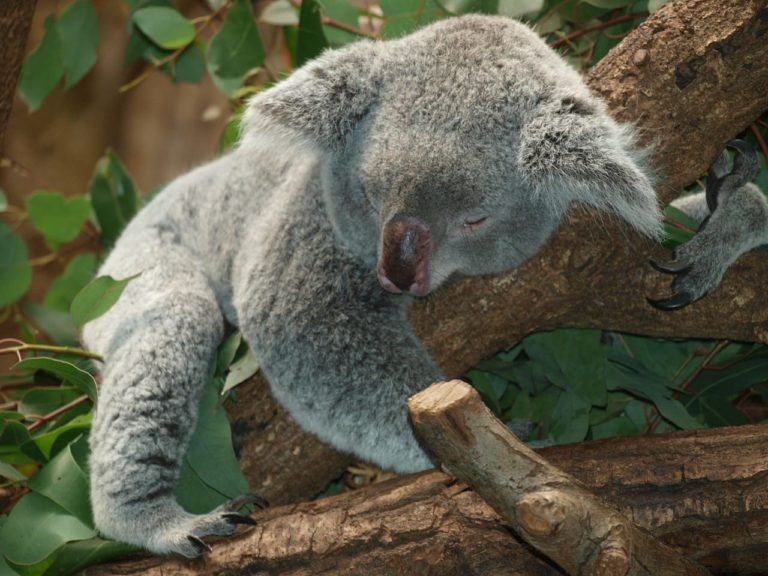 Il koala, curiosità e abitudini del marsupiale che non lascia mai il suo albero