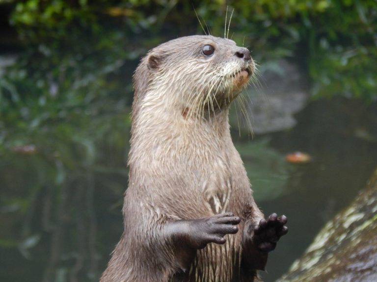 La lontra marina: caratteristiche dell’animale che usa le zampe in maniera insolita