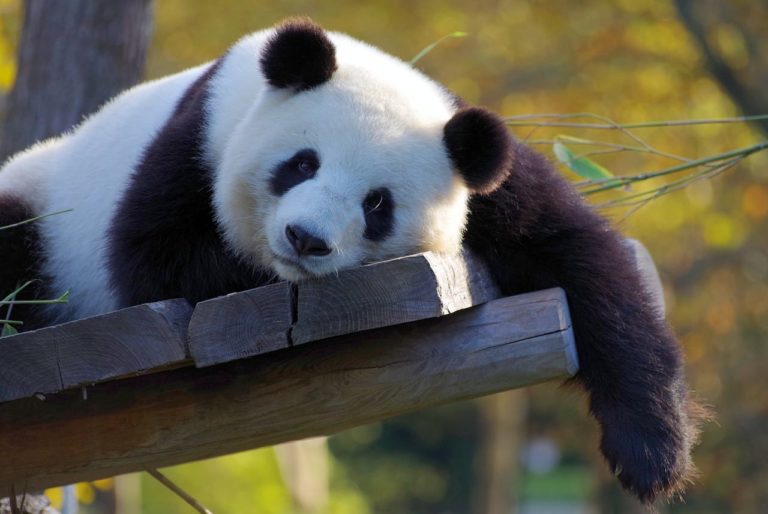 Panda: la doppia funzione delle macchie presenti nella sua pelliccia
