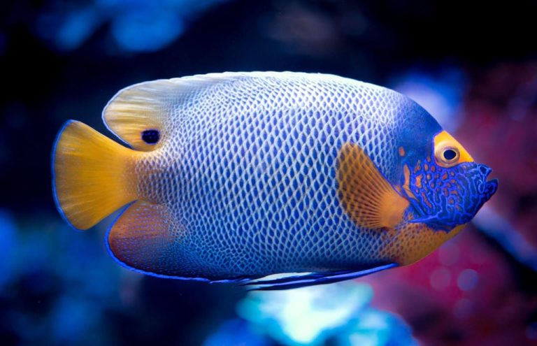 I pesci sono muti? La verità sul loro modo di comunicare potrebbe stupire