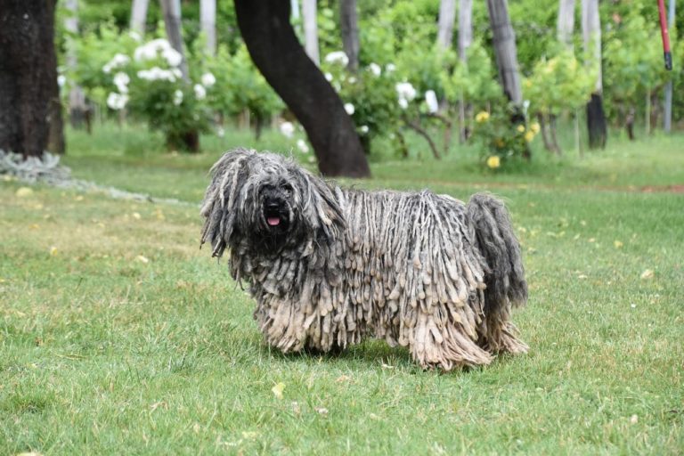 Il Puli Ungherese: caratteristiche e curiosità del cane con il “pelo rasta”