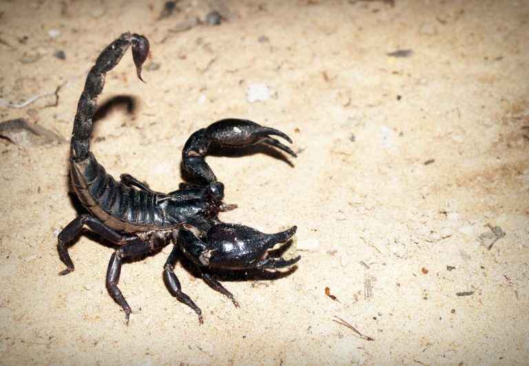 Scorpioni a rischio estinzione: a metterli in pericolo il loro veleno