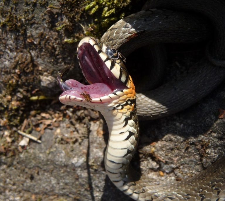 Perché i serpenti sbadigliano? Spesso dipende da quello che mangiano