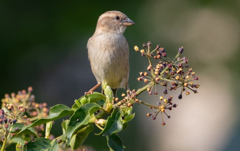 Piante velenose per gli uccelli: dalla più innocue alle più tossiche