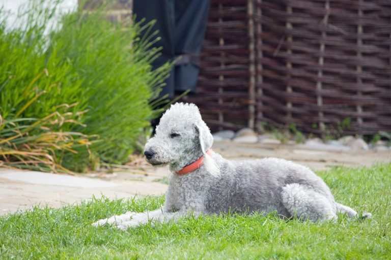 Bedlington Terrier, curiosità e origini del cane dall’aspetto simile ad un agnellino