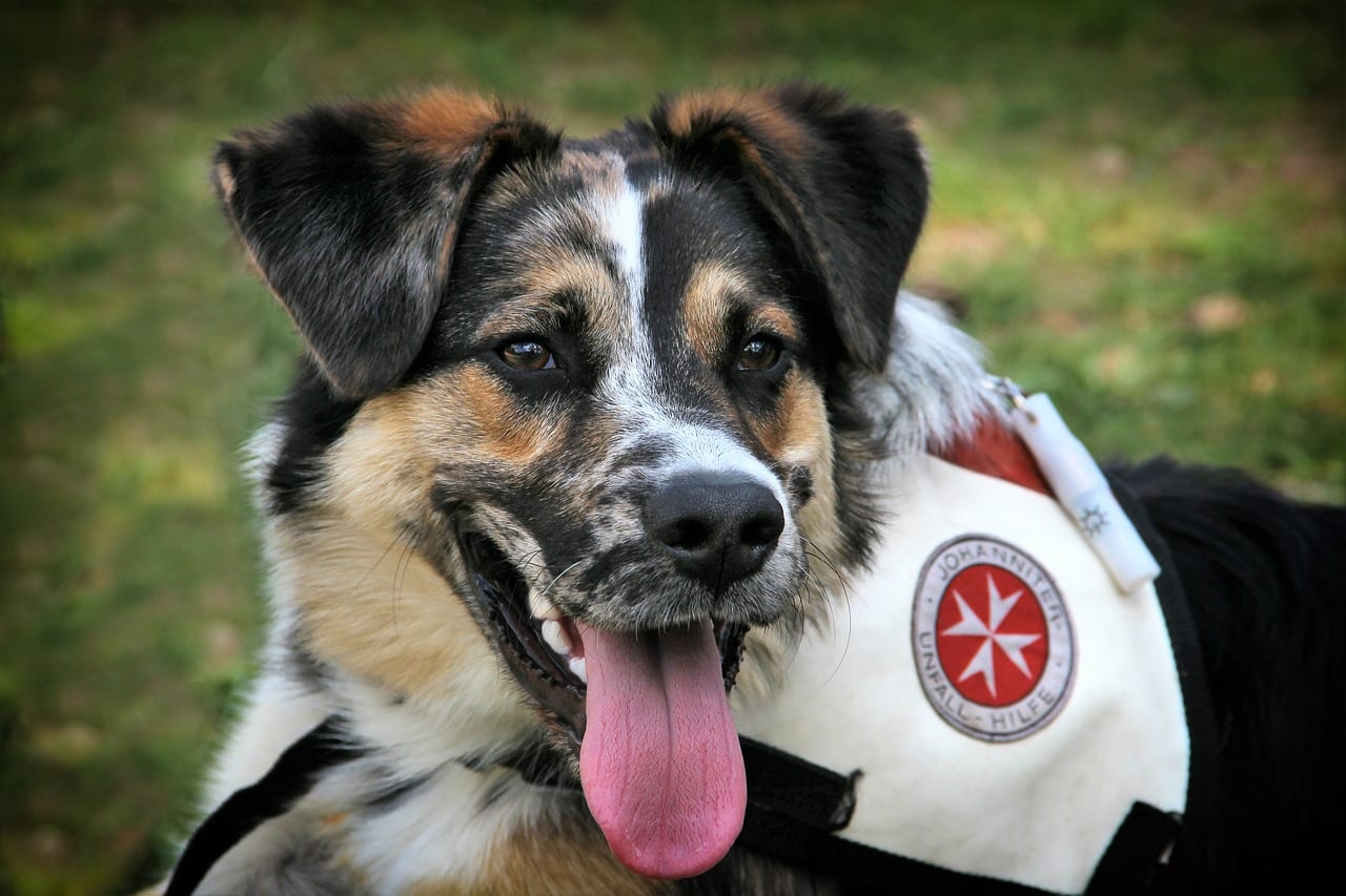 Giornata Mondiale Cane da Soccorso