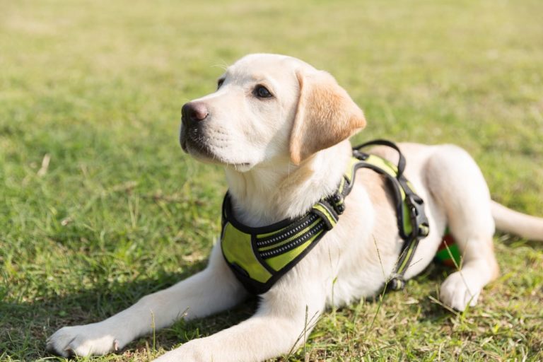 Come educare un cucciolo di Labrador: passaggi fondamentali per evitare che combini guai