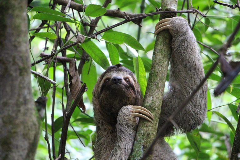 Perché i bradipi sono lenti? Dipende dall’alimentazione e da un’insolita tecnica di difesa