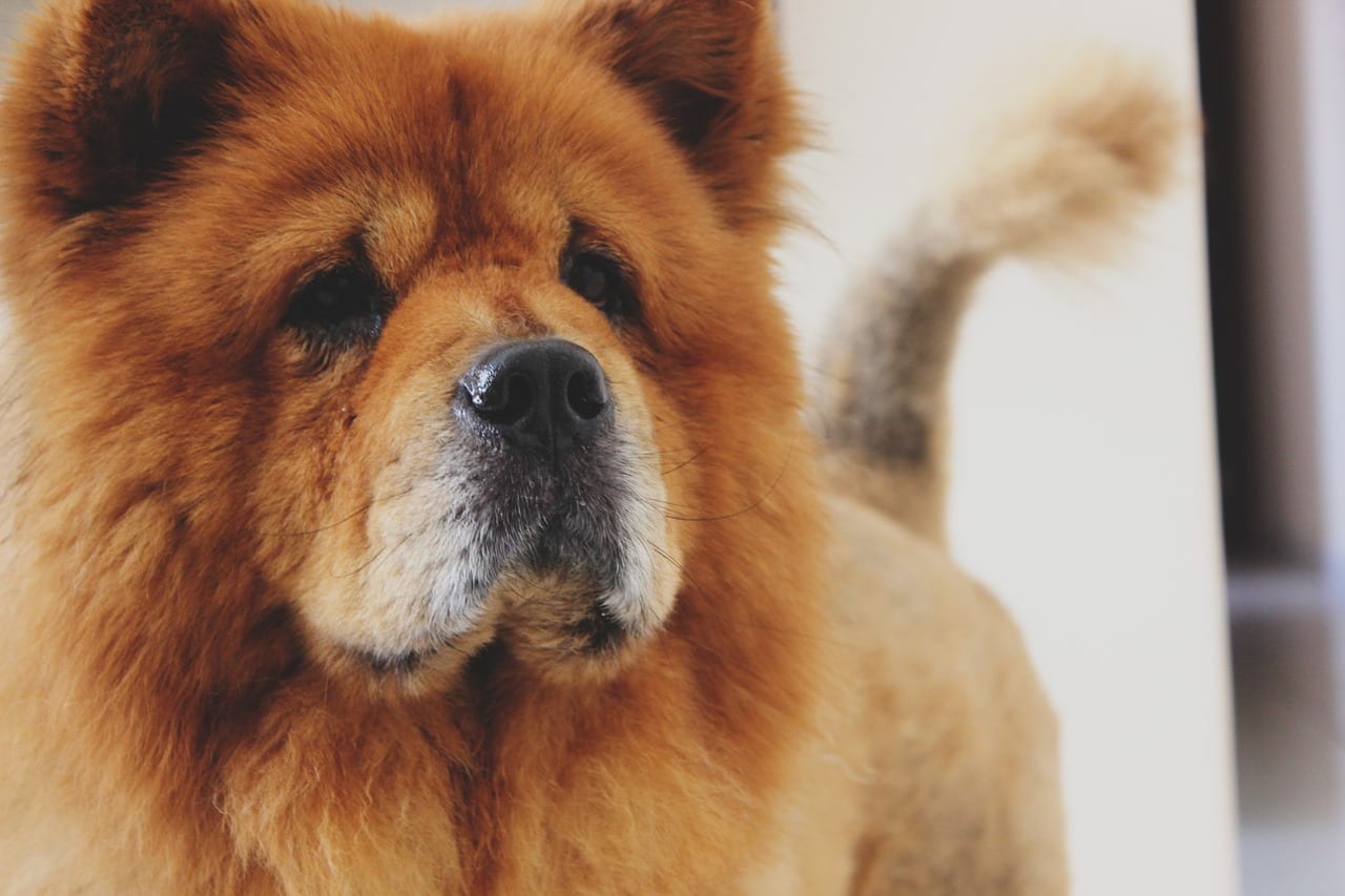 cane Chow Chow