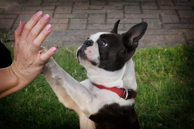 Come insegnare al cane a dare la zampa: passaggi fondamentali per evitare errori