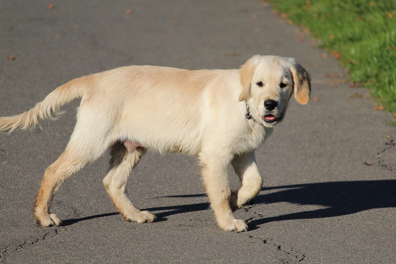 cane eroe ferma traffico