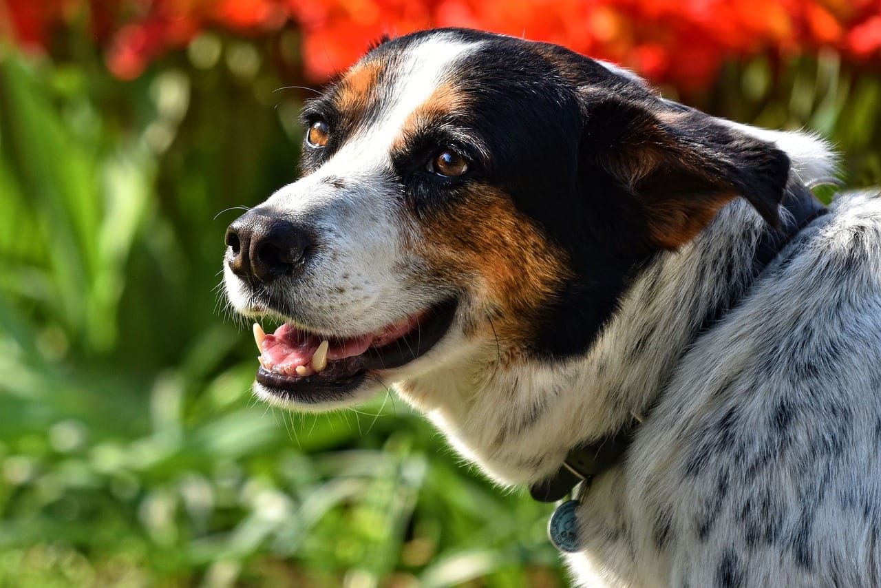 cane impronte digitali naso