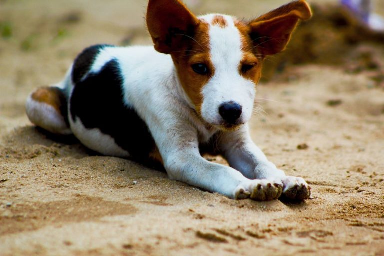 Malattie alle zampe del cane: dalle più comuni alle più rare
