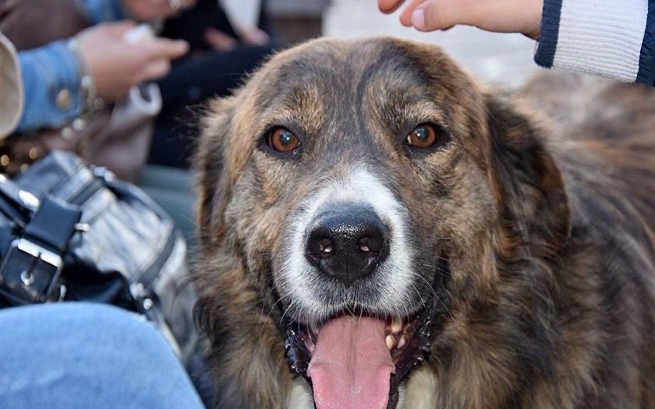 cane randagio Tigro Piazza Armerina