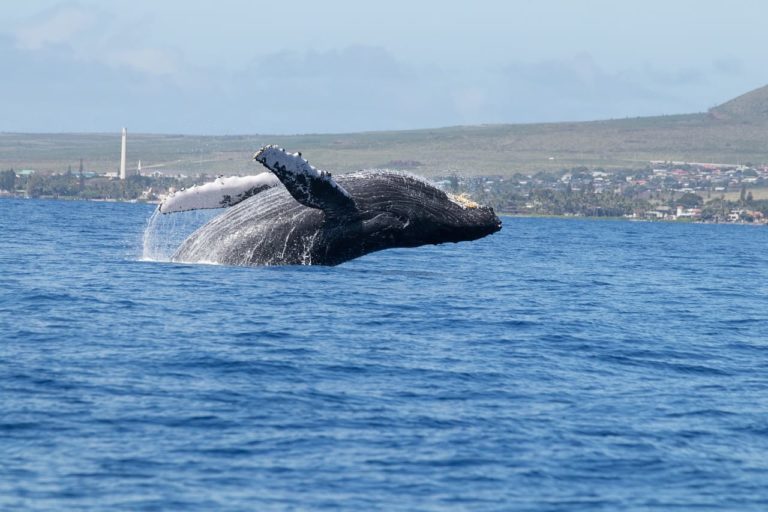 Il canto delle balene: la verità su uno dei più affascinanti strumenti di comunicazione