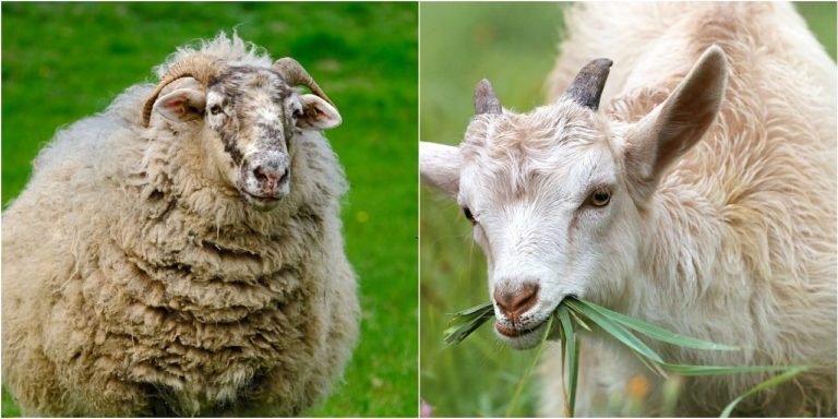 Differenza tra capra e pecora: sono meno simili di quanto si possa pensare