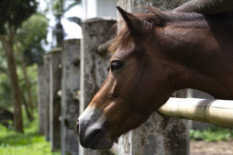 Depressione nel cavallo: cosa può causarla e come intervenire