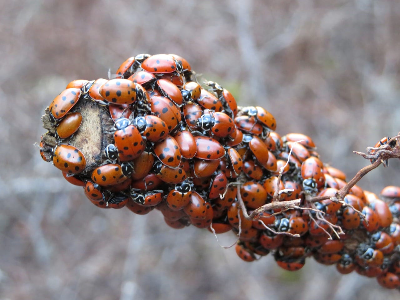 Invasione coccinelle Molise migliaia ecco da dove arrivano VIDEO