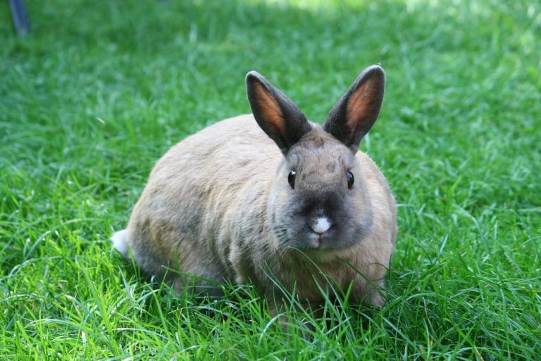 Come educare un coniglio aggressivo: consigli per calmarlo