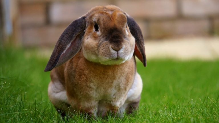 Come abituare un coniglio a non rosicchiare tutto: è sconsigliato rimproverarlo