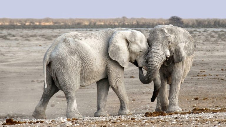 Specie di elefanti presenti in natura: sono più di due e hanno differenze importanti