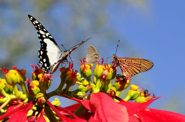 Differenza tra farfalle e falene: perché è importante saperle distinguere