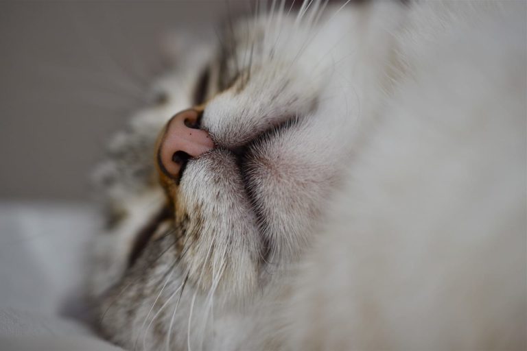 Il naso del gatto cambia colore: ecco quando preoccuparsi