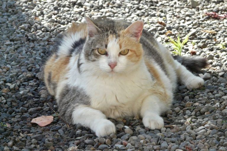 Obesità nel gatto: ecco perché non andrebbe mai sottovalutata