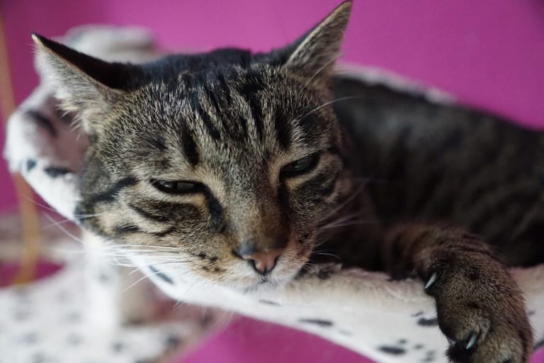 Polmonite nel gatto: come riconoscerla e curarla