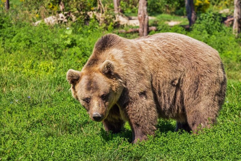 Quanto dura il letargo di un orso? Il risveglio non avviene sempre in primavera