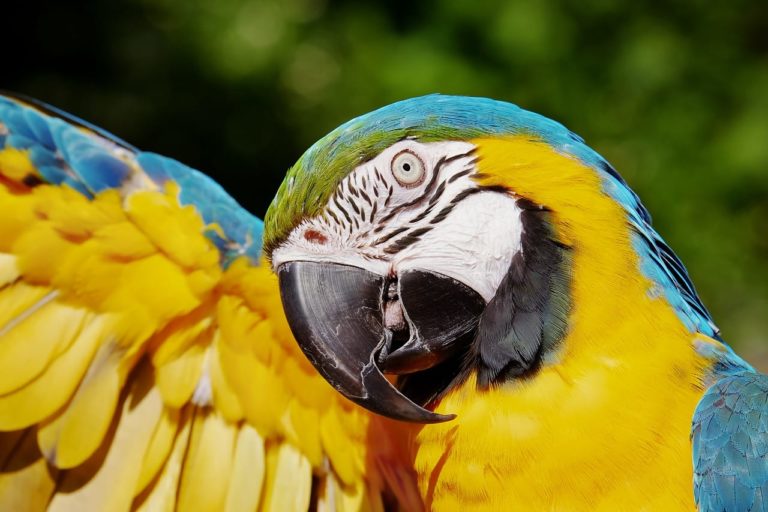 Le patologie più frequenti che colpiscono le piume dei pappagalli: come individuarle