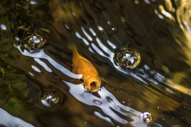 Perché i pesci fanno le bolle? I motivi sono diversi e dipendono dalla specie