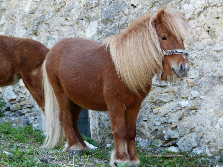 Il Pony: caratteristiche e curiosità sul cavallo “nano” dalla forza incredibile