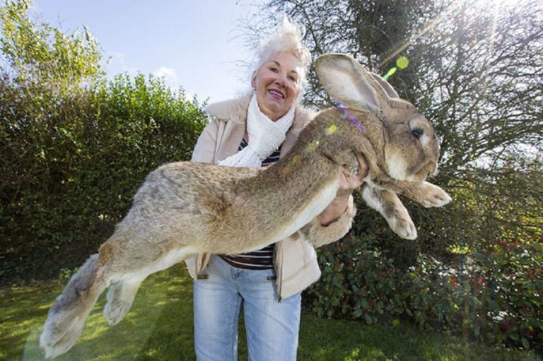 Rapito Darius, il coniglio più grande del mondo: la proprietaria offre una grossa ricompesa