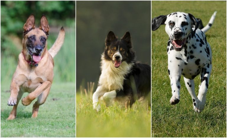Le razze di cane più adatte a chi fa sport: i più vivaci e dinamici