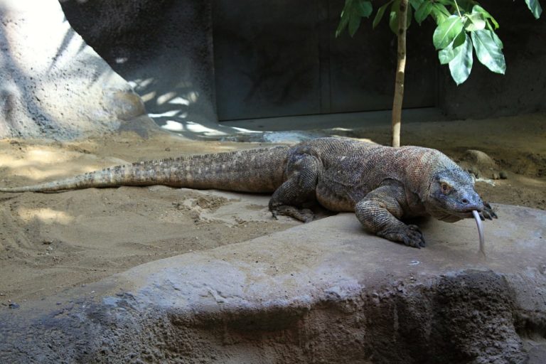 Il Drago di Komodo: caratteristiche e curiosità sulla lucertola più grande del mondo