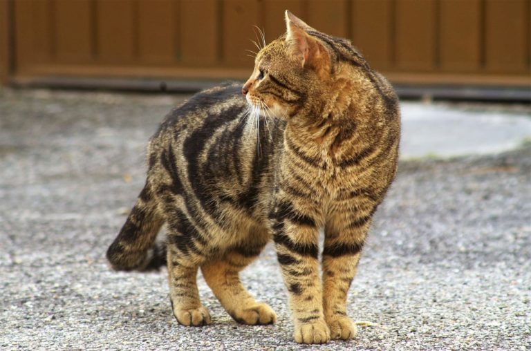 Il Gatto Toyger, caratteristiche e curiosità sulla “tigre in miniatura”