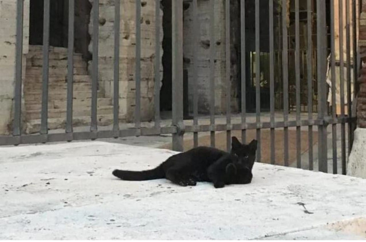 Nerina gatto Colosseo