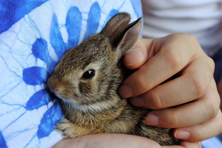 Come accarezzare un coniglio: il modo giusto per non fargli male o spaventarlo