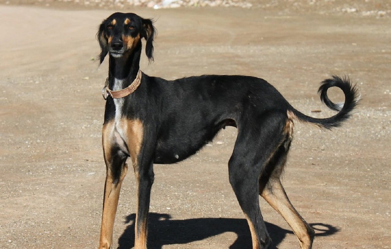 cane Levriero addestramento