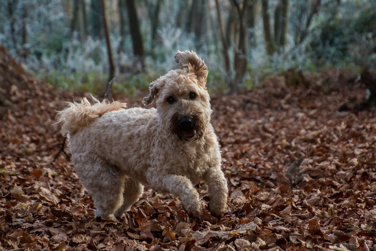 cane disturbo iperattività