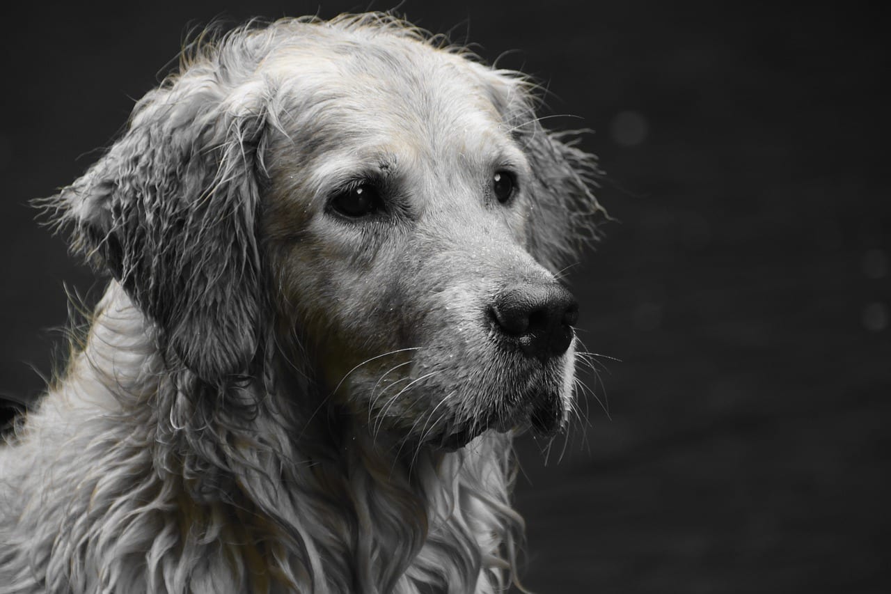 cane randagio vive nella spazzatura Nonna Rosetta