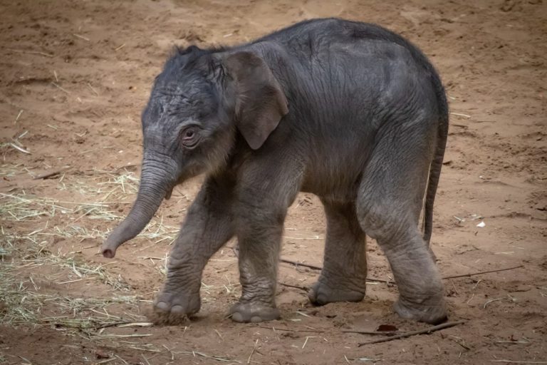 La storia dell’elefantessa Nania: ritrova sua madre dopo tre anni grazie al test del DNA