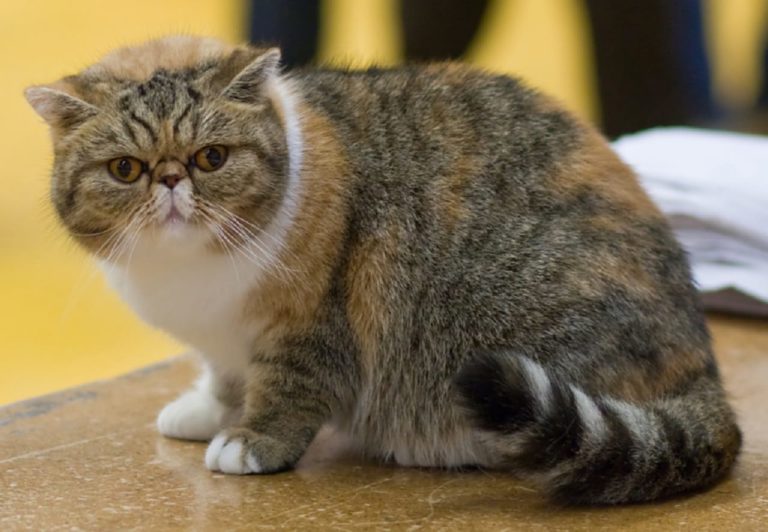 Exotic Shorthair: caratteristiche e curiosità su uno tra i gatti più affettuosi al mondo