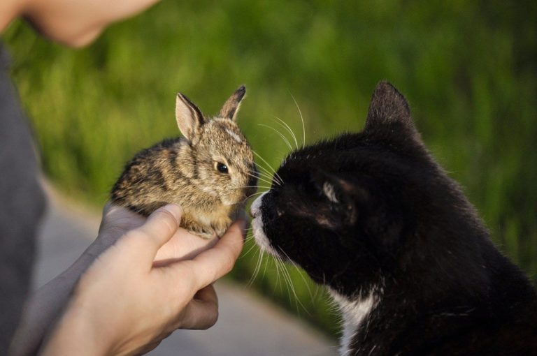 Come abituare un gatto alla convivenza con un coniglio: consigli indispensabili