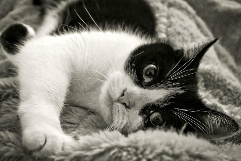 Oggy, il gatto eroe che scopre il tumore della sua proprietaria: “Se solo gli animali potessero parlare”