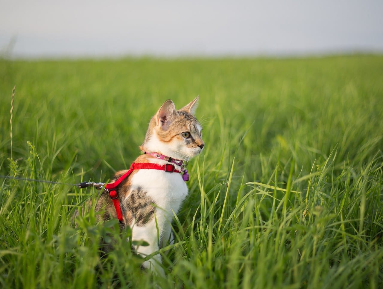 gatto guinzaglio