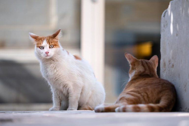 Come educare un gatto randagio: passaggi utili per farlo abituare alla vita domestica